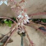 Sedum rubens Flower