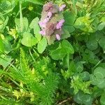 Lamium hybridumKwiat