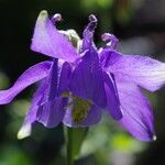 Aquilegia vulgarisFlor