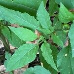 Physalis longifolia Leaf