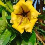 Solandra maxima Blüte