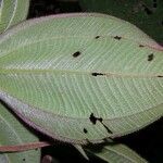 Miconia granatensis Leaf