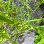 Carex grayi Fruit