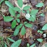 Panax trifolius Folha