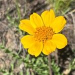 Balsamorhiza hookeri Blüte