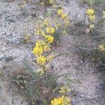 Astragalus alopecuroides Λουλούδι