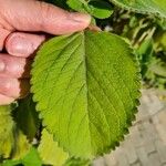 Plectranthus barbatus Levél