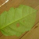 Ormosia coutinhoi Лист