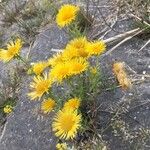 Inula britannica Flower