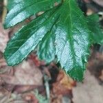 Chimaphila umbellata 叶