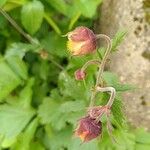 Geum rivaleFloro