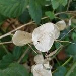 Lunaria annuaPlod