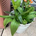 Ornithogalum dubium Leaf