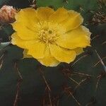 Opuntia stricta Flower