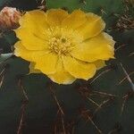 Opuntia stricta Цветок