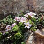 Androsace alpina Kvet