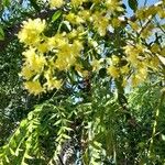 Moringa drouhardii Flower