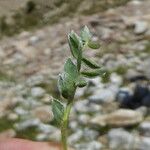 Oxytropis campestris Likasa