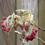 Acer japonicum Květ