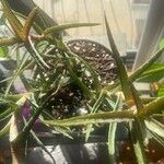 Aloe juvennaBlad