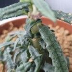 Dorstenia hildebrandtii Цветок