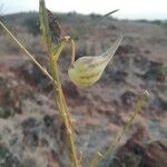 Gomphocarpus integer Fruto