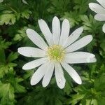 Anemone apenninaFlower