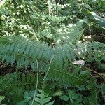 Microlepia speluncae Leaf