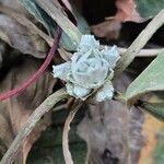 Antennaria neglecta Blüte