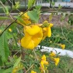 Allamanda cathartica Квітка