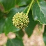 Cornus kousa Frucht