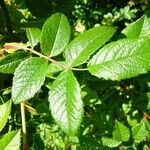 Rosa stylosa Hoja