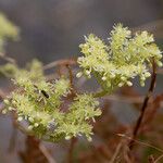 Petrosedum sediformeFlower