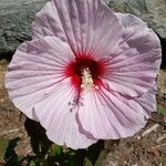 Hibiscus moscheutos Květ