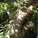 Chrysophyllum cainito Corteza