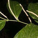 Piper concinnifolium Lehti