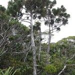 Libocedrus chevalieri Habit