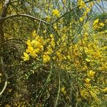 Genista aetnensis Flower