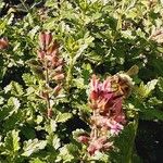 Teucrium chamaedrys Blüte