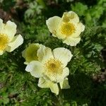 Anemone baldensis Fula