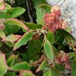 Oxybasis rubra Leaf