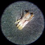 Plecostachys serpyllifolia Fruit