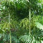 Ptychosperma macarthurii Fruto