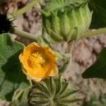 Abutilon theophrasti 花