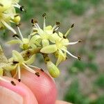 Zanthoxylum caribaeum Flower