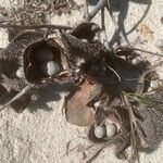 Caesalpinia bonduc Fruit