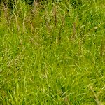 Calamagrostis canescens Hábito