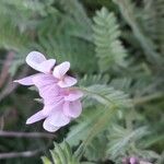 Ornithopus sativusFlower