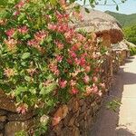 Lonicera sempervirens Flower