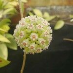 Hoya cinnamomifolia